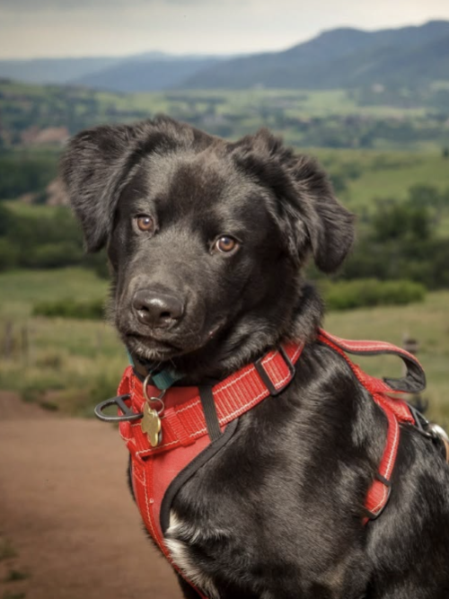 SOUL DOG — Sneffels